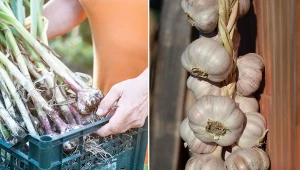 Poznaj standardowe i starodawne sposoby przechowywania czosnku, żeby jak najdłużej był świeży.