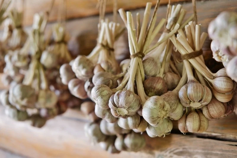 Warkocze czosnku to jeden z najlepszych sposób na zasuszenie tego warzywa