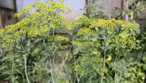 Uprawa kopru jest prosta, a mimo to żółknie i nie chce rosnąć. Prawdopodobnie popełniasz te 3 błędy.