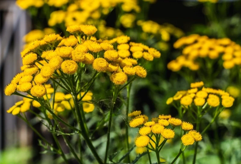 Wrotycz zaliczany jest do roślin trujących