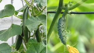 Niezawiązywanie owoców ogórków ma kilka przyczyn, a główną jest nieprawidłowe nawożenie roślin.