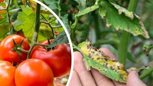 Septorioza na pomidorach może przyczynić się do zmniejszenia plonów.