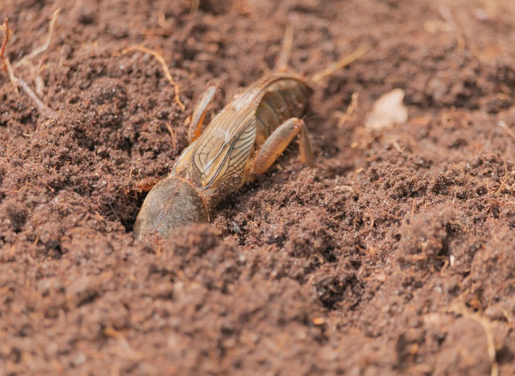 Jak rozpoznać turkucia podjadka? Wszystkożerny owad może zniszczyć nasze uprawy. Fot. Jak rozpoznać turkucia podjadka? Wszystkożerny owad może zniszczyć nasze uprawy. Fot.