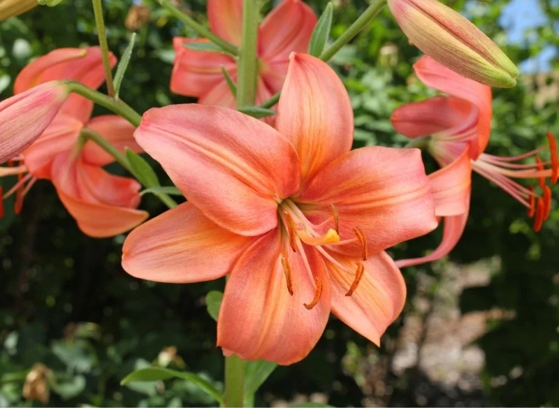 Jak uprawiać lilię azjatycką w ogrodzie