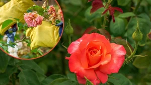 Ogrodnik podpowiada, co należy zrobić, żeby młode róże szybciej rosły.