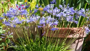 Agapant – egzotyczna piękność w ogrodzie. Jak uprawiać agapanty w ogrodzie?