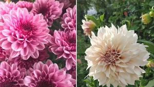 Dalie to cudowne kwiaty występujące w wielu odmianach.