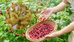 Sprawdź, jak przygotować naturalną odżywkę do malin, dzięki której owoców będzie bez liku.
