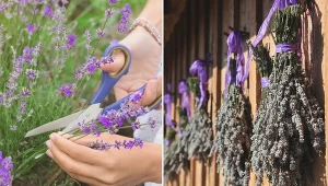 Lawenda wymaga cięcia, ale ścięte kwiaty można wykorzystać.