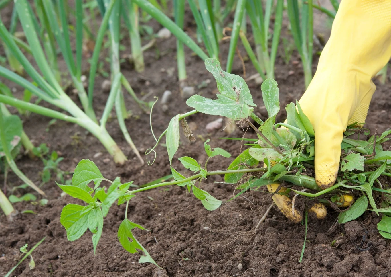 Należy zwrócić uwagę na obecność chwastów przy cebuli. Fot