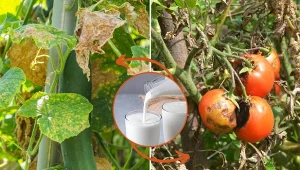 Poznaj przepis na najlepszą naturalną odżywkę do warzyw.