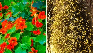 Rośliny pnące do dekoracji ogrodzenia. Co posadzić przy płocie, by szybko się zazielenił