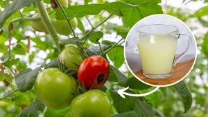 Przygotuj domową odżywkę, a będzie się cieszyć smakiem zdrowych i soczystych pomidorów.