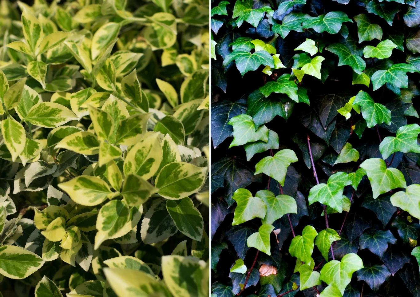 Zielone pnącza będą przez cały rok