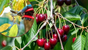 Czereśnie należy przycinać wkrótce po zbiorach owoców.
