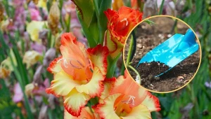 Mieczyki to piękne kwiaty, które kwitną w wielu polskich ogrodach.