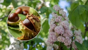 Kasztanowiec wielkokwiatowy to okazałe drzewo znane z polskich ulic i parków,