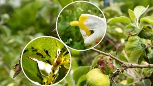 Jabłonie atakowane są przez kilka gatunków mszyc.