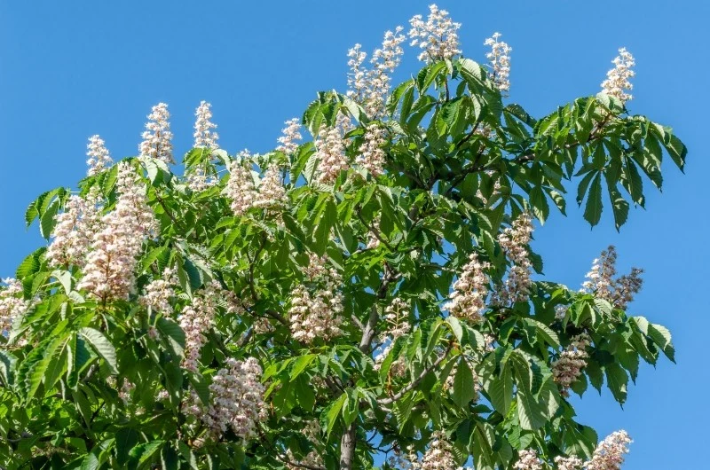 Kasztanowiec wielokwiatowy nie ma dużych wymagań uprawowych