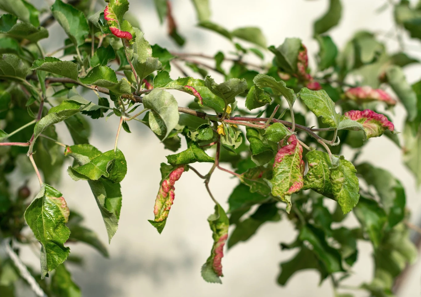 M szyce są groźne dla jabłoni