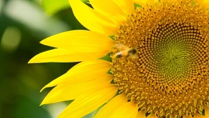 Uprawa słonecznika w ogrodzie. Dlaczego warto posadzić słoneczniki ozdobne i jak je pielęgnować?