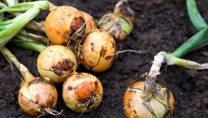 Czerwone plamy na cebuli mogą być objawem czerwonej plamistości.