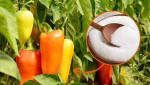 Podpowiadamy, czym nawozić paprykę w lipcu, aby uzyskać zdrowe i bogate plony.