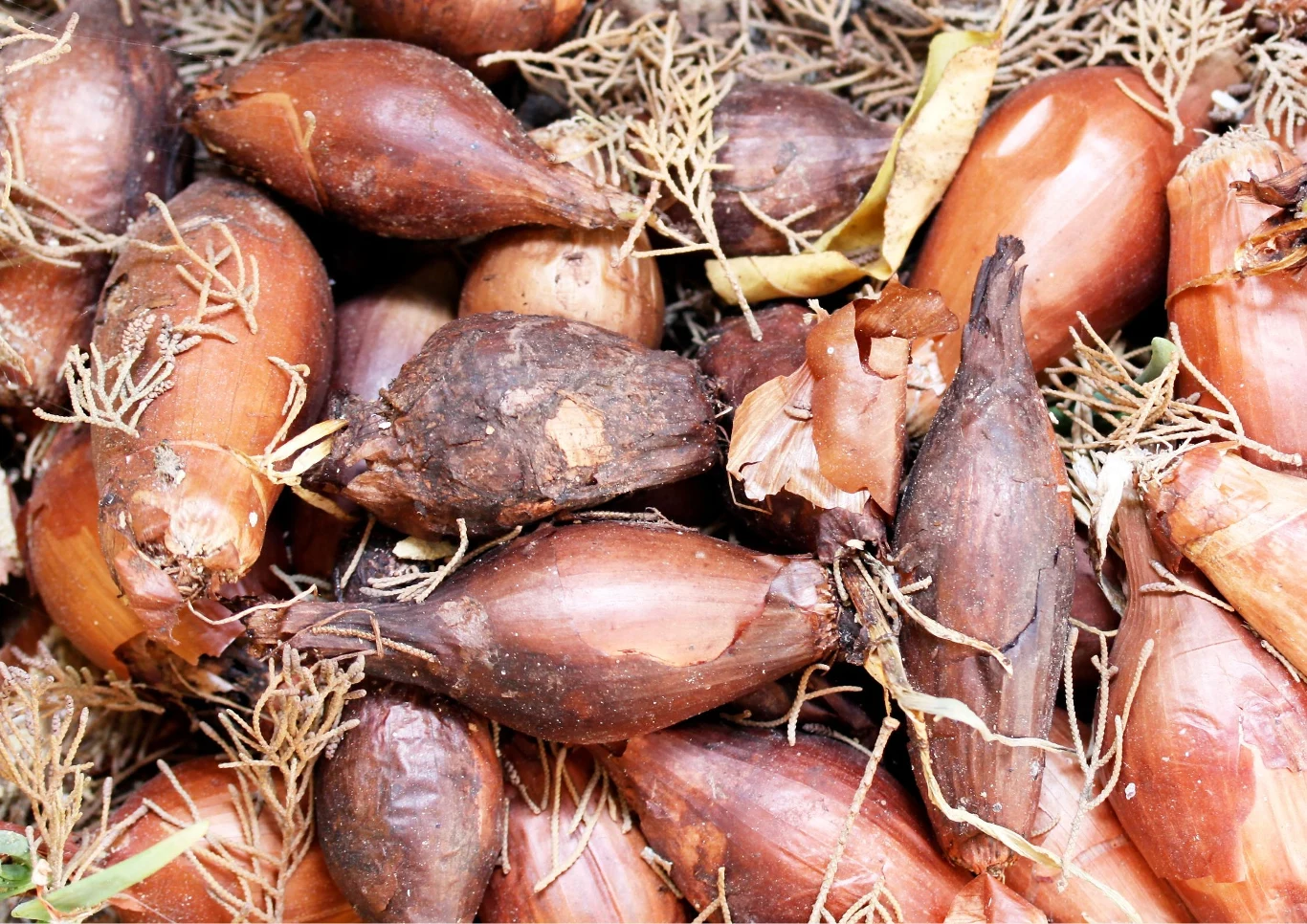 Choroby grzybowe szybko się rozprzetrzeniają i atakują cebulę.