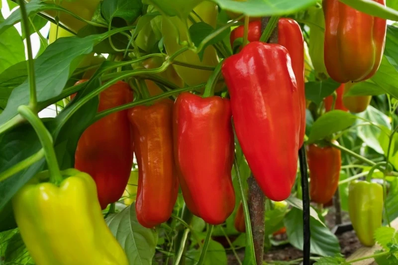 Papryka wymaga regularnego nawożenia przez cały sezon wegetacyjny