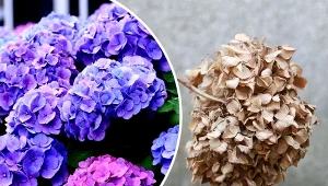 Zwiędłą hortensję można uratować.