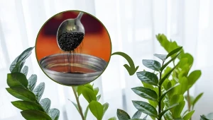 Podpowiadamy, jak wzmocnić rośliny doniczkowe podczas upałów.