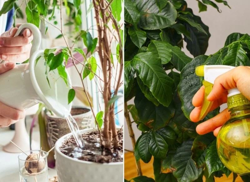 Podlewanie kwiatów doniczkowych w upały wymaga uważności i regularności