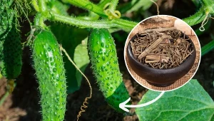 Jak nawozić ogórki gruntowe w lipcu? Podpowiadamy.