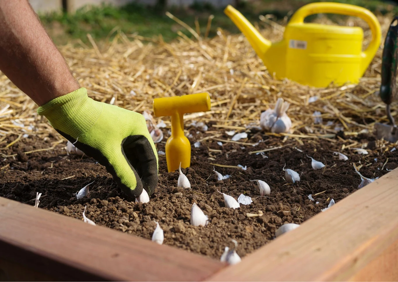 Wiele czynników wpływa na wzrost czosnku