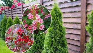 Sprawdź, jakie rośliny można posadzić przy płocie zamiast tui.