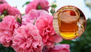 Poznaj sprawdzone sposoby, dzięki którym róże będą uginać się pod ciężarem kwiatów.