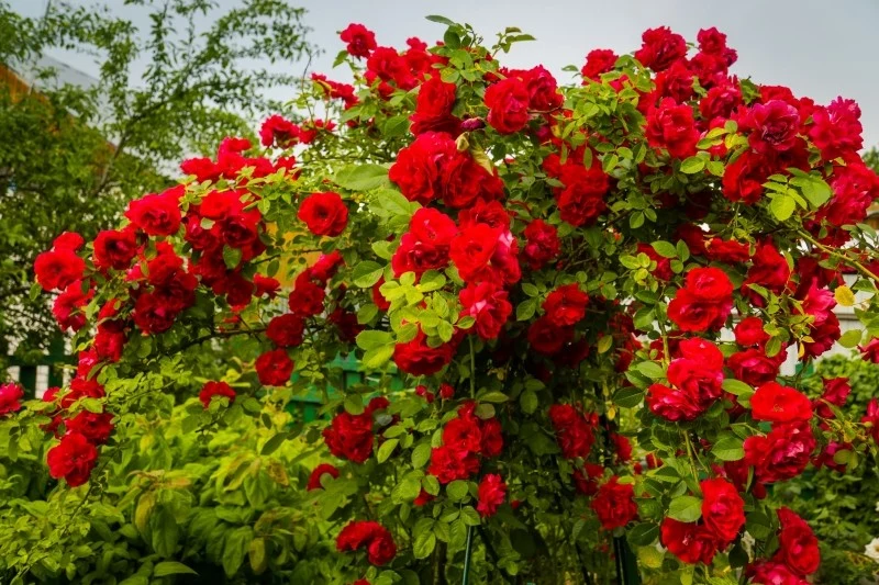 Obfitość kwitnienia róż w dużej mierze zależy od tego, w jaki sposób zadbaliśmy o nasze rośliny