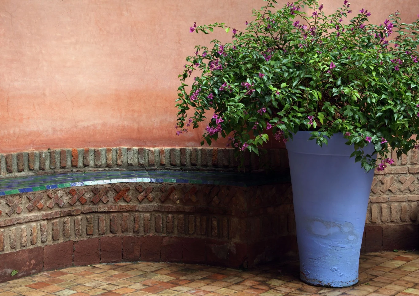 Nowo zakupiona roślina może stracić część liści.