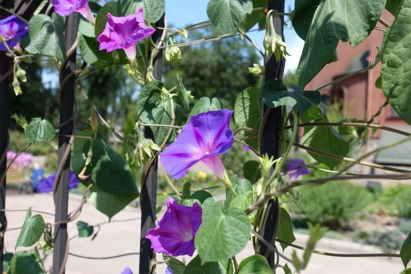 Przy plocie można posadzić pnącza, m