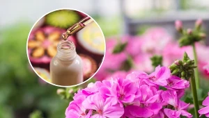 Pelargonii trzeba zapewnić odpowiednie warunki do rozwoju.