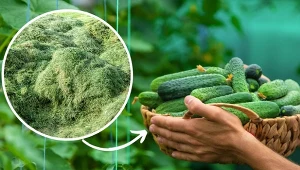 Ogórki są ciepłolubne, więc zastosowanie ściółkowania pozwala stworzyć im optymalne warunki.