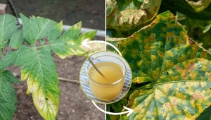 Poznaj przepis na oprysk, dzięki któremu zapomnisz o żółtych liściach ogórków i pomidorów.