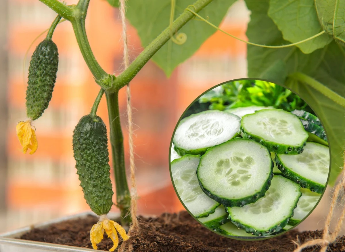 Często okazuje się, że ogórki z własnej uprawy sa gorzkie