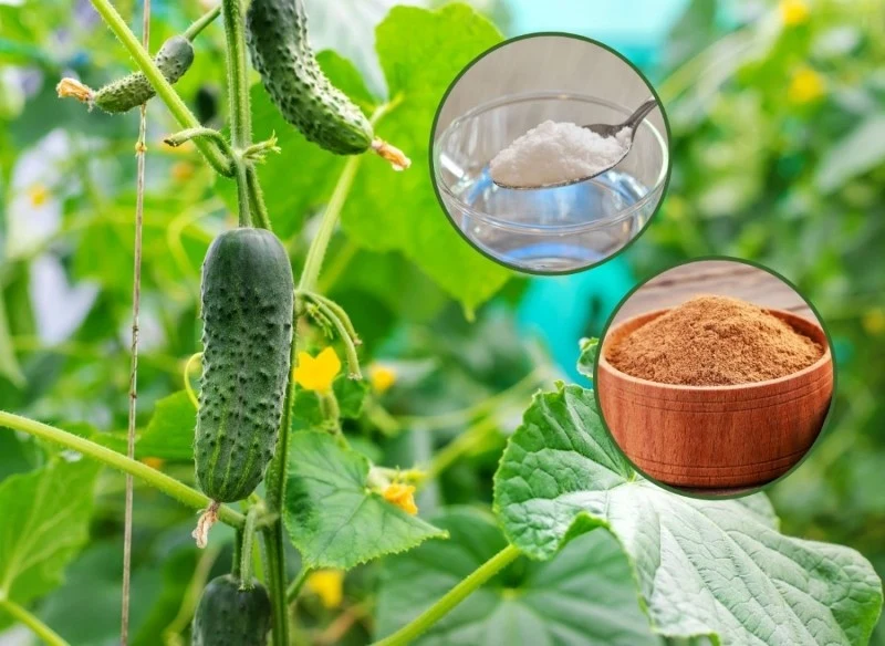 Oprócz podlewania, w czasie upałów ogórki i pomidory warto wspomóc odżywką