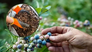 Podpowiadamy, jak pielęgnować borówkę amerykańską latem, aby uzyskać obfite i smaczne plony.