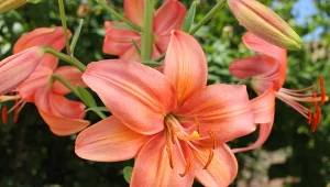 Jak uprawiać lilię azjatycką w ogrodzie? Sprawdź.