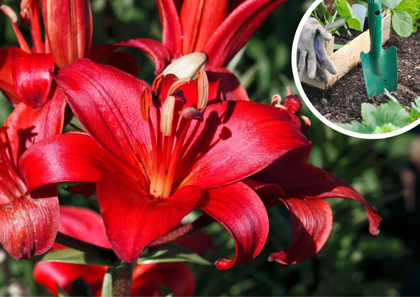 Lilia azjatycka przyciąga wzrok