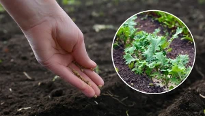Sprawdź, jakie warzywa można siać i sadzić w lipcu.