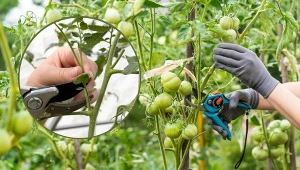 Cięcie prześwietlające pomidorów to ważny zabieg, który m.in. przyspiesza dojrzewanie owoców.