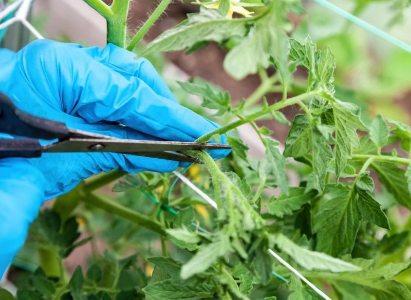 Nieprawidłowe cięcie prześwietlające pomidorów może prowadzić do uszkodzenia roślin